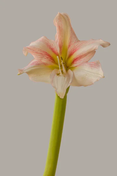 Blooming Bicolour White Red Hippeastrum Amaryllis Galaxy Grp Amore Gray — Stockfoto