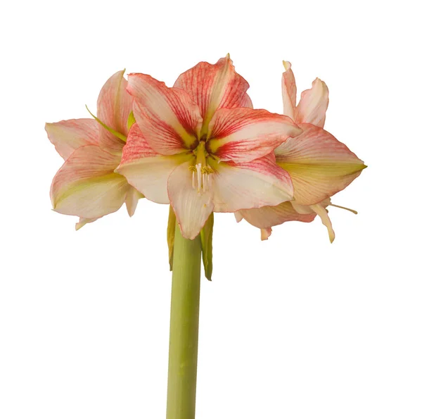 Blooming Bicolour White Red Hippeastrum Amaryllis Galaxy Grp Amore White — Stock Photo, Image