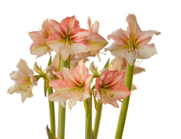 Floração Cremoso Vermelho Hippeastrum Amaryllis Galaxy Group Amore Fundos Brancos — Fotografia de Stock