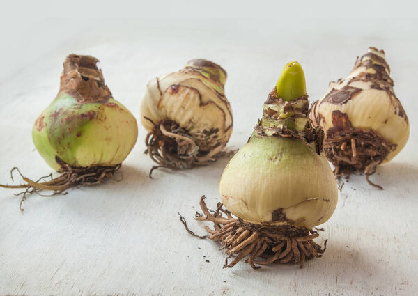 Four large bulbs of hippeastrum (amaryllis) on the table