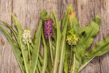 Yetiştirme sezonunun sonunda farklı türde Eucomis autumnalis, Aloha Leia ve Bicolour ağaçtan bir masa üzerinde bulunur. Düz yatıyordu.