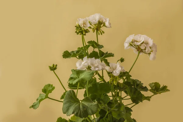 Flowering White Pelargonium Zonal Series Castello Variety Isabella Green Background — Stok fotoğraf