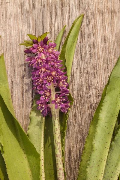 Eucomis Leia Small Fully Hardy Pineapple Lily Wooden Table Flat — Stock Photo, Image