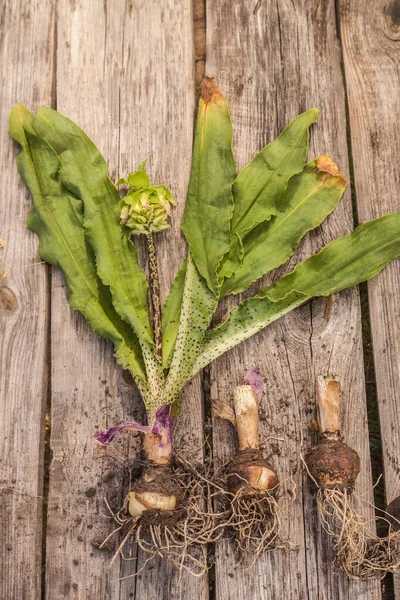 Eucomis Lírio Abacaxi Bicolor Uma Mesa Madeira Depósito Plano — Fotografia de Stock