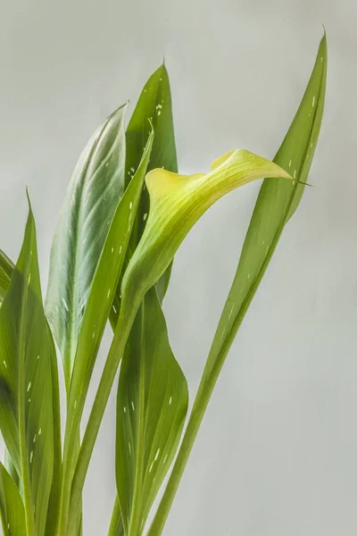 Bloom White Zantedeschia Calla Lily Captain Ventura Gray Background Consept — Stock Photo, Image