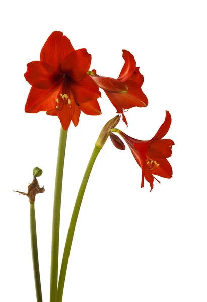 Bloeiende Kleinbloemige Multiflora Hippeastrum Amaryllis Red Garden Witte Achtergrond Geïsoleerd — Stockfoto