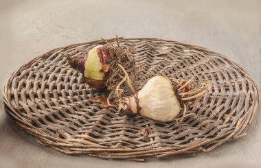 Two bulbs  of hippeastrum (amaryllis) with roots on a wicker circle  on a gray table 