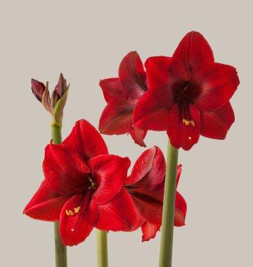 Galaksi grubu Gri arkaplanda 'Arabistan gecesi' Bloom dark-red Hippeastrum (amiaryllis)