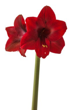 Çiçek koyu kırmızı Hippeastrum (amarillis) Galaksi grubu 'Arap gecesi' beyaz arka planda izole edildi