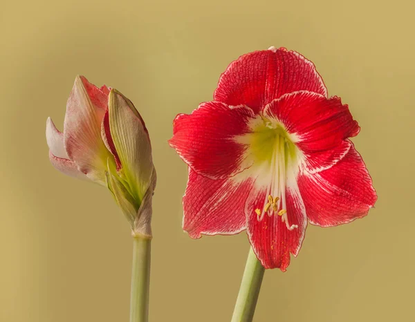 Bloeiende Rode Witte Hippeastrum Amaryllis Silver Queen Een Groene Achtergrond — Stockfoto