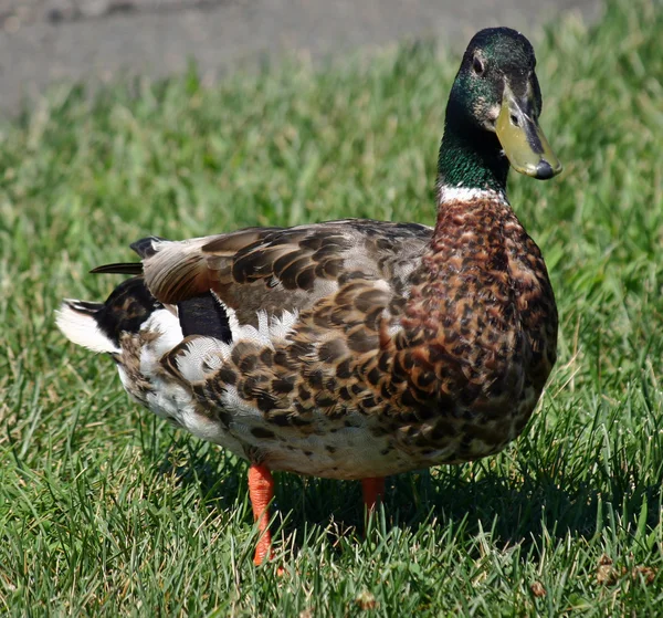 Duck on grass — Stock Photo, Image