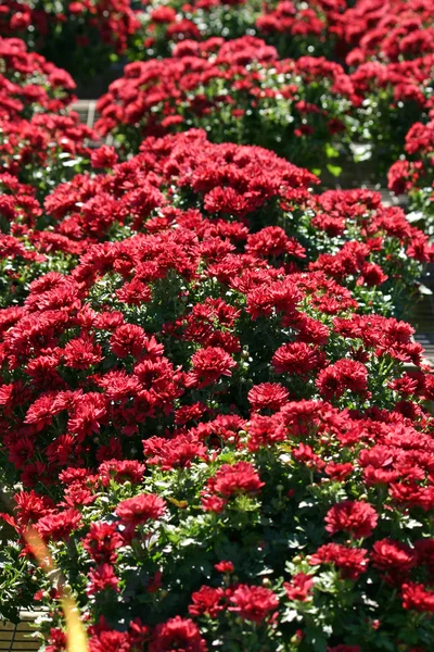 Red Mums — Stock Photo, Image