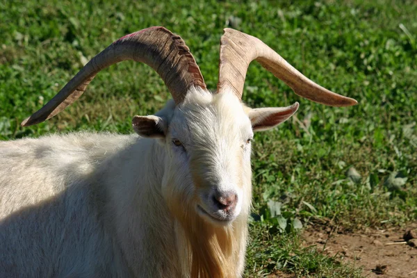 Ram in sunlight — Stock Photo, Image