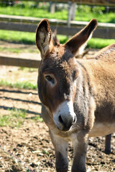 Mule in sunlight — Stock Photo, Image