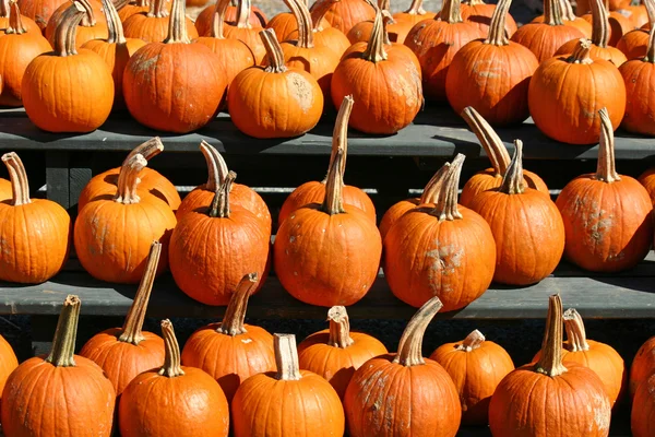 Pumpkins 6 — Stock Photo, Image