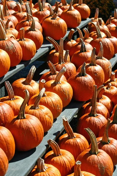 Pumpkins 7 — Stock Photo, Image