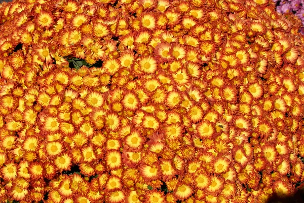 Red and Yellow Mums — Stock Photo, Image