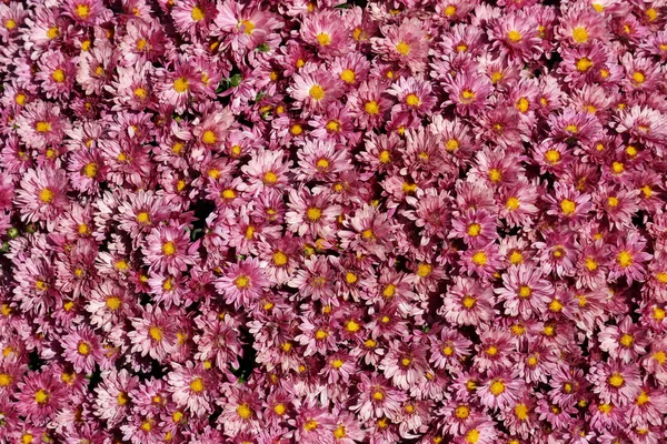 Lavender Mums — Stock Photo, Image