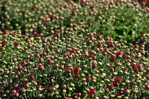 Red Budding Mums — Stock Photo, Image