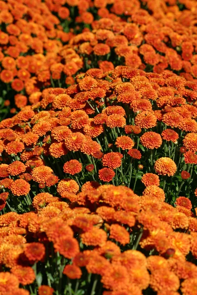 Orange Mums — Stock Photo, Image