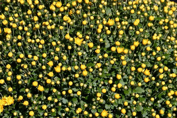 Yellow budding Mums — Stock Photo, Image