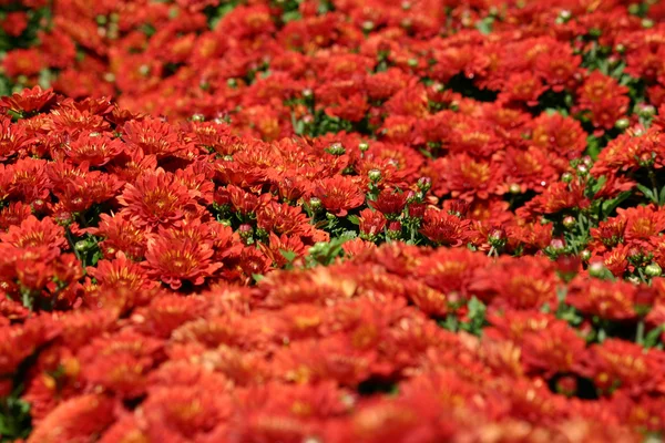 Red Mums — Stock Photo, Image