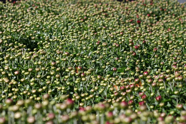 Mum Buds — Stock Photo, Image