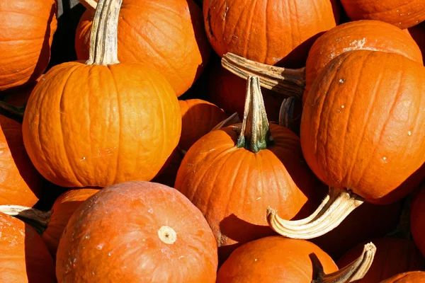 Pumpkins 8 — Stock Photo, Image