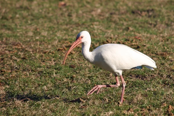 Vit ibis — Stockfoto