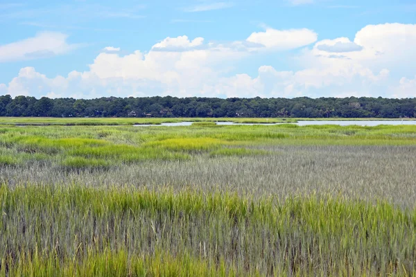 Marsh landskap — Stockfoto