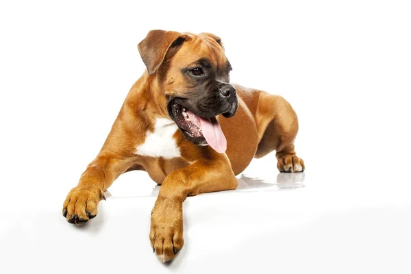 Deutscher Boxer — Stockfoto