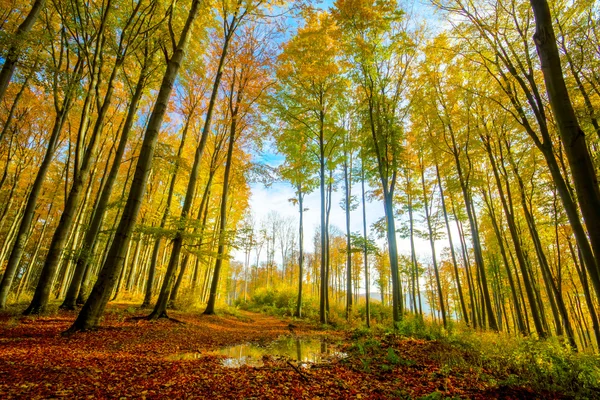 Floresta de outono colorida — Fotografia de Stock