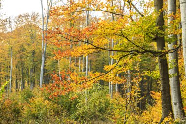 renkli sonbahar orman