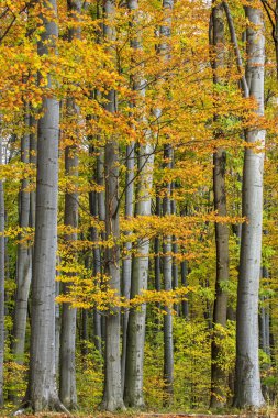 renkli sonbahar orman