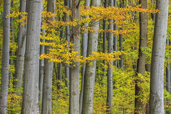 Πολύχρωμο φθινόπωρο δάσος — Φωτογραφία Αρχείου