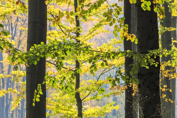 Színes őszi erdő — Stock Fotó