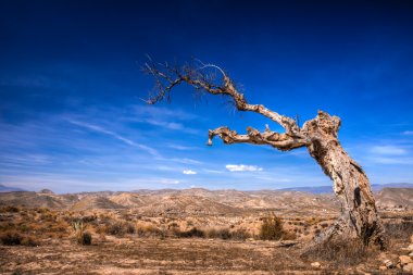 dorre boom in de woestijn landschap