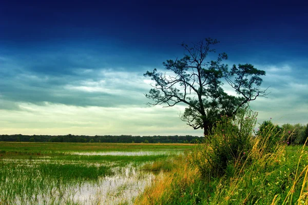 Olivier dans un paysage rural — Photo