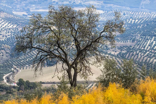 Оливковое дерево в сельской местности — стоковое фото