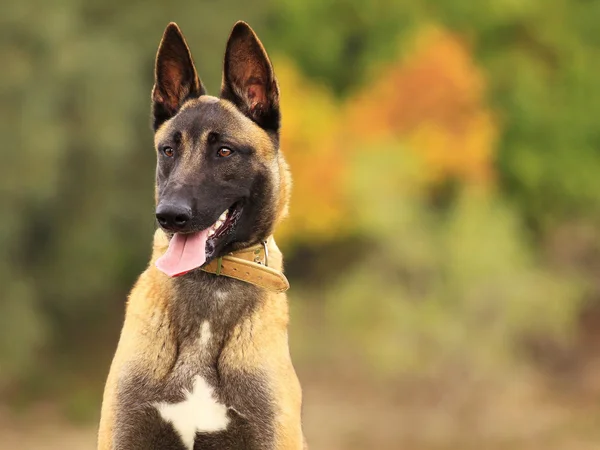 Deutscher Schäferhund — Stockfoto