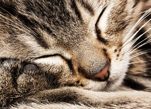 Gatto dormiente — Foto Stock