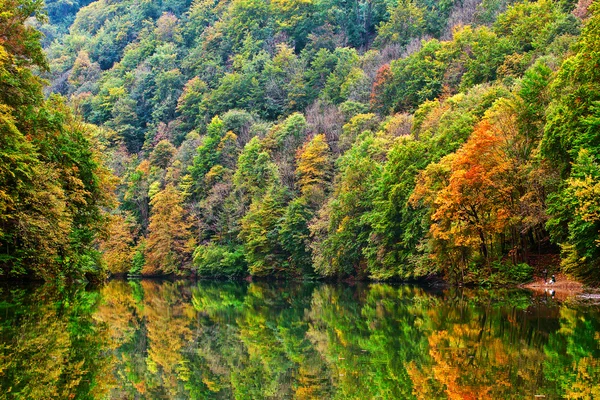 Floresta lago manhã no outono — Fotografia de Stock