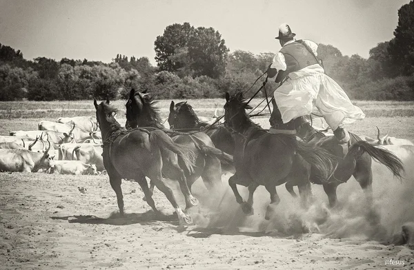 O lutador húngaro está a livrar os cavalos nos campos. — Fotografia de Stock