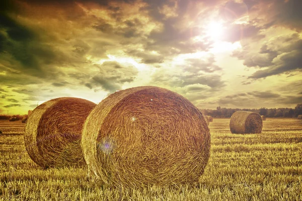 Feld mit hohen Ballen lizenzfreie Stockbilder