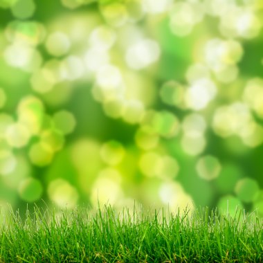 yeşil çimen ve bokeh ışıklar