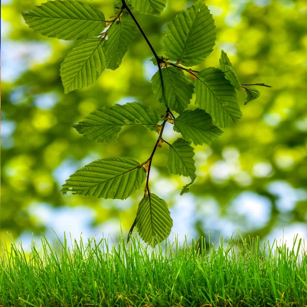 Relva verde e luzes bokeh — Fotografia de Stock