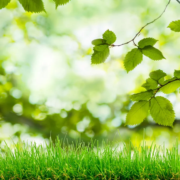 Yeşil çimen ve bokeh ışıklar — Stok fotoğraf