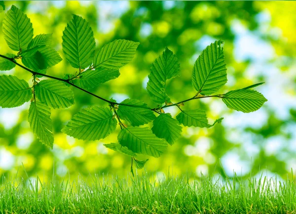 Erba verde e luci bokeh — Foto Stock