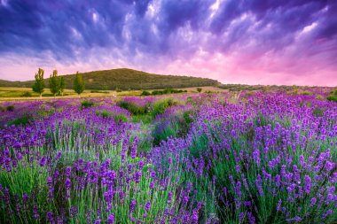 Sunset over a summer lavender field in Tihany, Hungary clipart