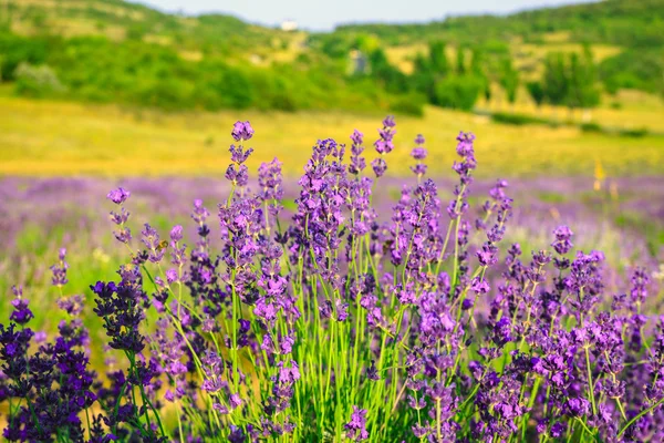 Yazın lavanta tarlası — Stok fotoğraf